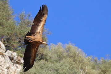 griffon vulture