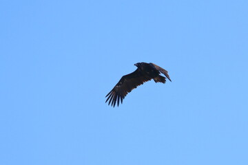 griffon vulture
