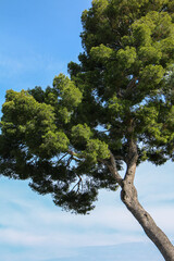 Lone Mediterranean pine tree with dense green canopy and curved trunk against a clear blue sky. Photographed in the French Riviera, showing natural shape and coastal vegetation.