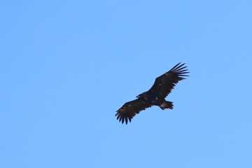 griffon vulture