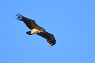 griffon vulture