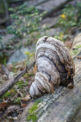 tinder, Polypore mushroom grew on a fallen tree in forest