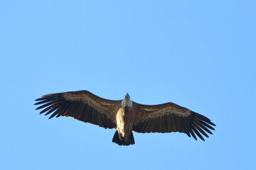 griffon vulture