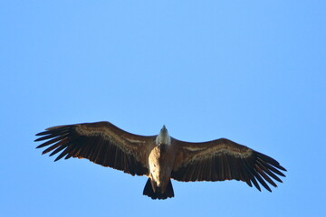 griffon vulture