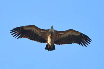 griffon vulture