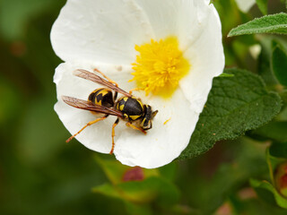 Black and yellow wasp feeding on pollen and nectar on a white flower. German Wasp Vespula germanica