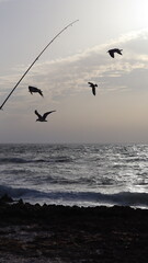 Seagulls Flocking on Rocky Shoreline at Sunset with Ocean Waves Crashing, Coastal Wildlife Birds in Flight, Group of Seagulls Gathering on Beach, Seascape at Dusk with Waves and Birds in Natural