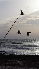 Seagulls Flocking on Rocky Shoreline at Sunset with Ocean Waves Crashing, Coastal Wildlife Birds in Flight, Group of Seagulls Gathering on Beach, Seascape at Dusk with Waves and Birds in Natural