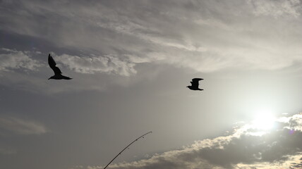 Seagulls Flocking on Rocky Shoreline at Sunset with Ocean Waves Crashing, Coastal Wildlife Birds in Flight, Group of Seagulls Gathering on Beach, Seascape at Dusk with Waves and Birds in Natural
