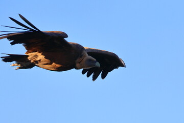 griffon vulture