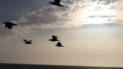 Seagulls Flocking on Rocky Shoreline at Sunset with Ocean Waves Crashing, Coastal Wildlife Birds in Flight, Group of Seagulls Gathering on Beach, Seascape at Dusk with Waves and Birds in Natural
