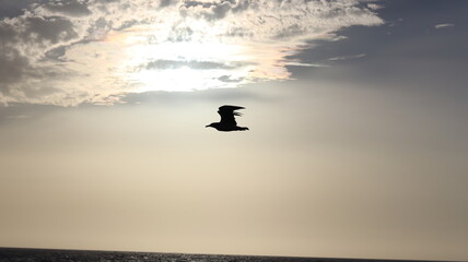 Seagulls Flocking on Rocky Shoreline at Sunset with Ocean Waves Crashing, Coastal Wildlife Birds in Flight, Group of Seagulls Gathering on Beach, Seascape at Dusk with Waves and Birds in Natural
