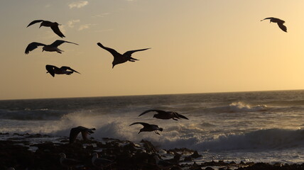 Seagulls Flocking on Rocky Shoreline at Sunset with Ocean Waves Crashing, Coastal Wildlife Birds in Flight, Group of Seagulls Gathering on Beach, Seascape at Dusk with Waves and Birds in Natural