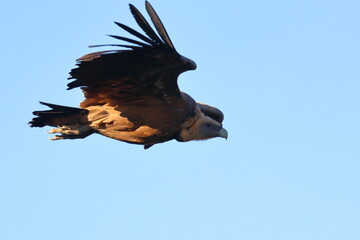 griffon vulture