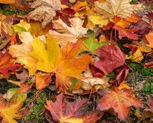 Multicolored fallen leaves, autumn colors