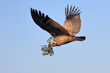 griffon vulture