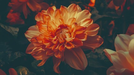  A tight shot of an orange blossom against a backdrop of various flowers, the background softly blurred to highlight the top portion of the orange flower in focus