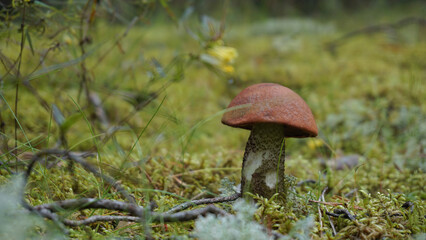 Wild Foxy bolete or leccinum vulpinum mushroom growing in pine forest
