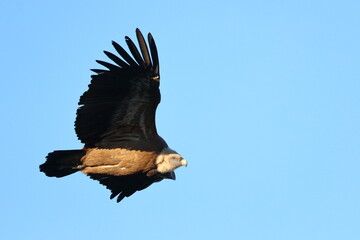 griffon vulture