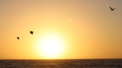 Seagulls Flocking on Rocky Shoreline at Sunset with Ocean Waves Crashing, Coastal Wildlife Birds in Flight, Group of Seagulls Gathering on Beach, Seascape at Dusk with Waves and Birds in Natural