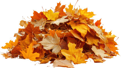 Autumn maple leaves pile isolated transparent background