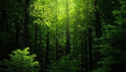 Obraz premium Dense forest with sunlight filtering through green canopy, creating a serene and tranquil atmosphere, ideal for nature and tranquility themes.