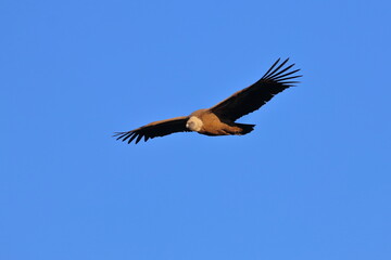 Fototapeta premium griffon vulture
