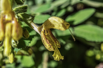 Macro  - Forest - Europe, Romania, Suceava region