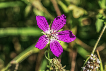 Macro  - Forest - Europe, Romania, Suceava region