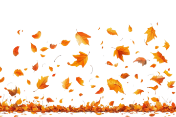 Autumn background with falling leaves on transparent background 