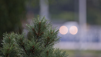 RAIN AND RAIN DROPS - Wet weather on pine needles