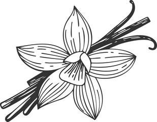 Vanilla orchid flower with vanilla sticks pods. Sketch drawing PNG