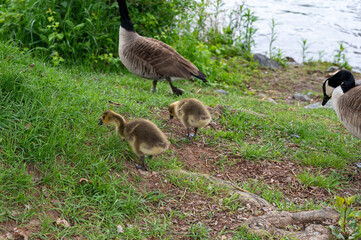 Wild Goose  with chicks  in green nature on a river