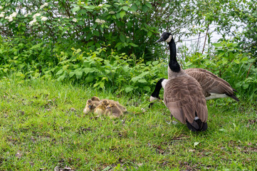 Wild Goose  with chicks  on the meadow