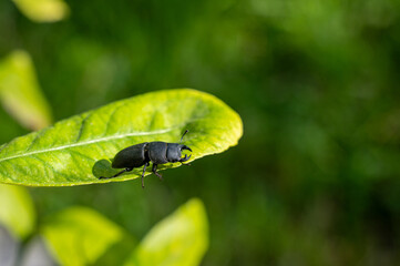 Beetle on a green leaf