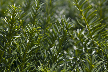 Taxus baccata close up. Green branches of yew tree(Taxus baccata, English yew