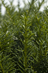 Taxus baccata close up. Green branches of yew tree(Taxus baccata, English yew