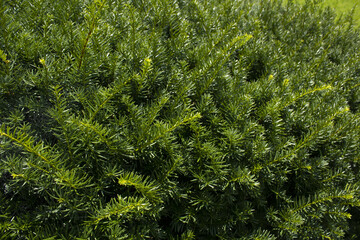Taxus baccata close up. Green branches of yew tree(Taxus baccata, English yew