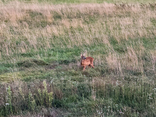 a young roe fawn without its doe (mother) - observes the surroundings with eyes, ears and nose to detect dangers early - in a meadow with tall grass.