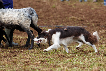 Obraz premium Border Collie sheepdog working with a flock of sheep