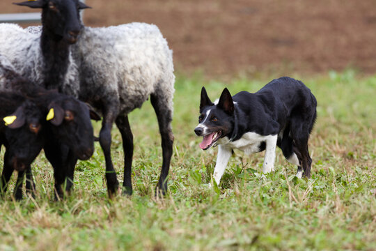 Border Collie sheepdog working with a flock of sheep