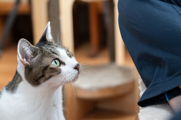 見つめる猫　キジトラ白