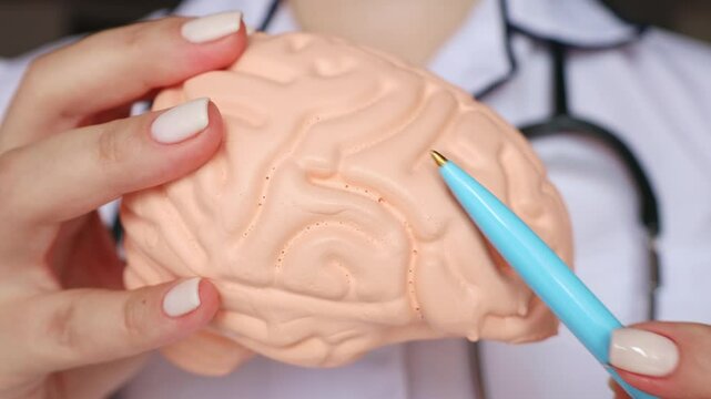 Doctor hand holding simple brain human model and pointing it with a pen close up