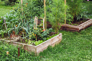 Handmade natural unprocessed wood board raised garden beds in home garden. Various organic...