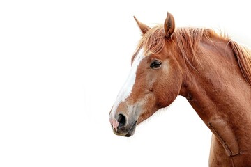 Obraz premium Close-up portrait of a horse's head on a white background