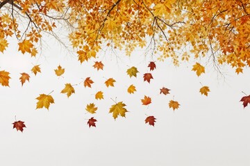 Falling autumn leaves on a white background, showcasing the simplicity and elegance of nature.
