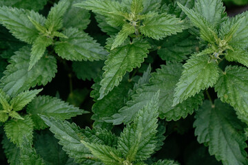 Close-up of stinging nettle (Urtica dioica)