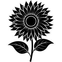 sunflower isolated on white background