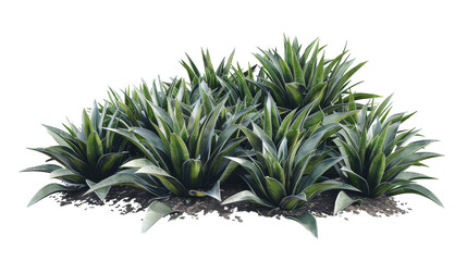 Fototapeta premium Green agave plants growing in a cluster