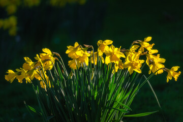 Beautiful Daffodil, Narcissus, flowers illuminated by sunlight with dark blurred background in Phoenix Park, Dublin, Ireland